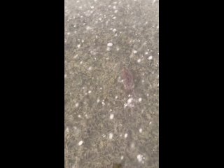 video from telegram